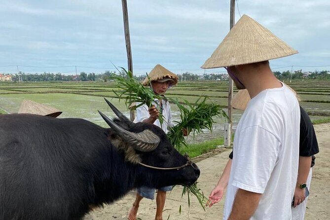 Experience Buffalo riding & farming w Local Farmer - A Close Look at the Experience