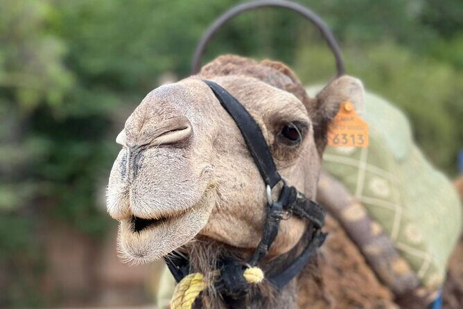 Experience Camel Ride Sunset or Anytime - Frequently Asked Questions