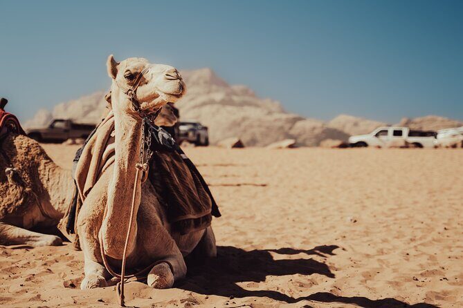 Experience Camel Riding in the Stunning Desert - Hurghada - Review Highlights and Insights