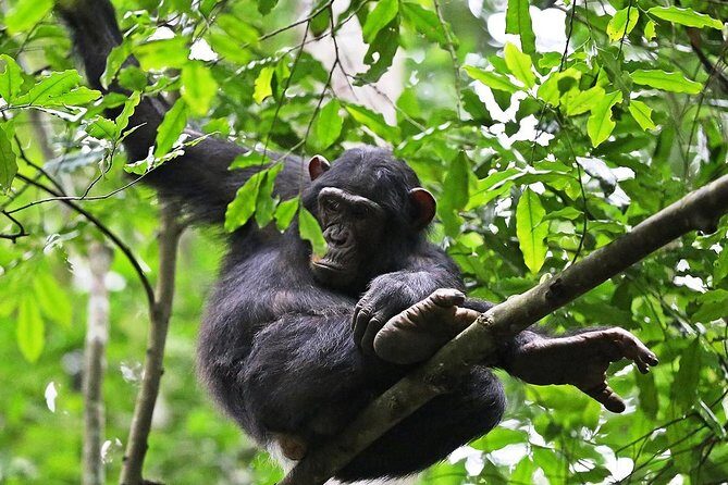 Experience Chimpanzee Trekking in Budongo Forest - Key Points