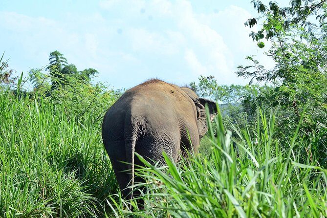 Experience Elephant Sanctuary + Sticky Waterfall - A Deep Dive into the Tour