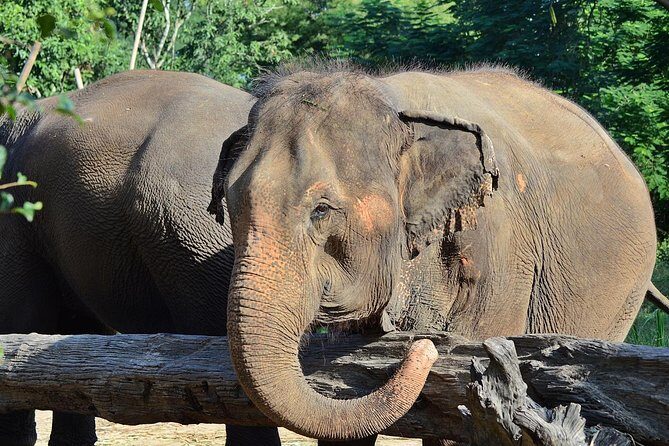 Experience Elephant Sanctuary + Sticky Waterfall - FAQ