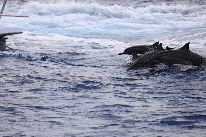 Experience Guam Dolphin Cruise - A Closer Look at the Guam Dolphin Cruise Experience