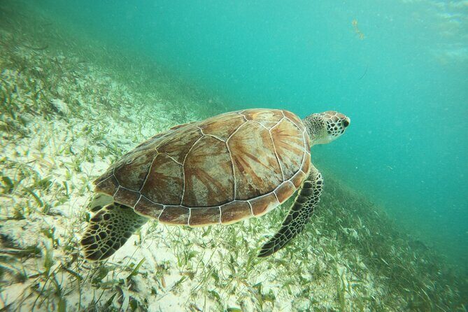 Experience Guided Snorkeling in Costa Maya - An Introduction to the Costa Maya Snorkeling Tour