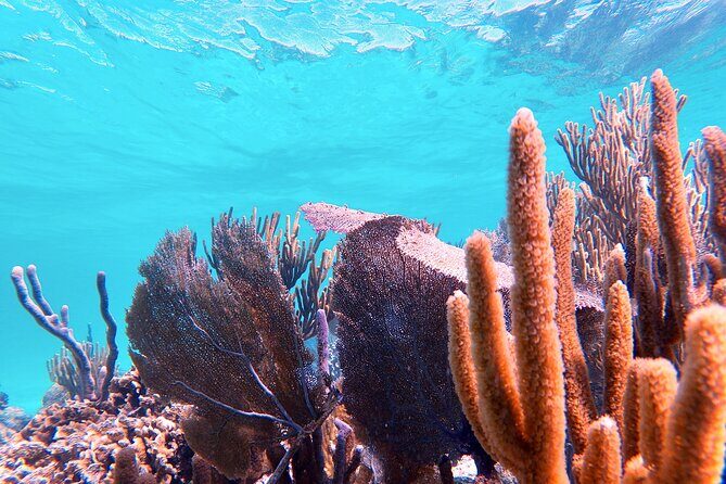 Experience Guided Snorkeling in Costa Maya - Authentic Insights from Travelers