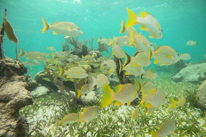 Experience Guided Snorkeling in Costa Maya - The Sum Up: Who Should Consider This Tour?