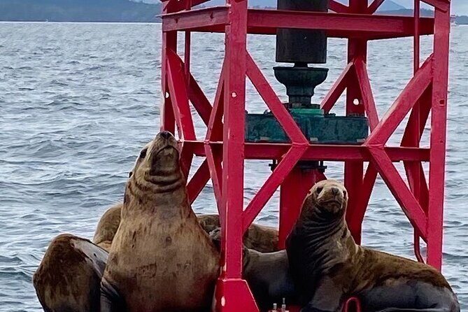 Experience Local Marine Wildlife Tour - Key Points
