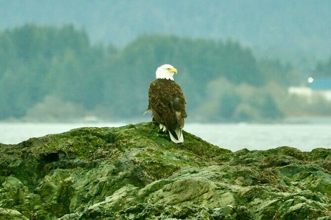 Experience Local Marine Wildlife Tour - A Detailed Look at the Experience