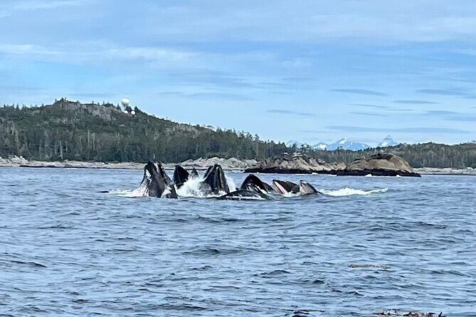 Experience Local Marine Wildlife Tour - Why This Tour Is a Great Choice