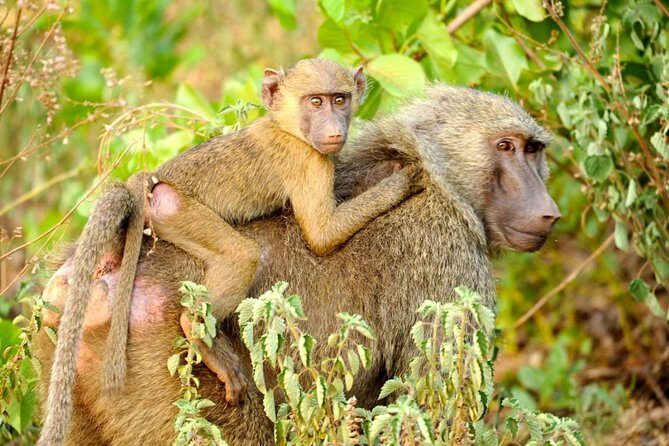 Experience Northern Ghana In 10-Days - Key Points