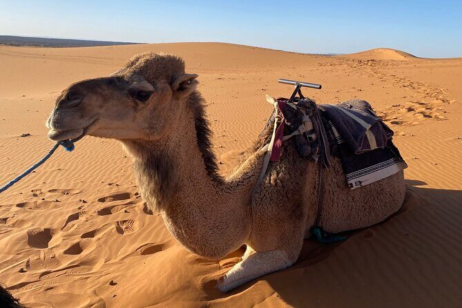 Experience of the desert of Zagora in 2 days - Final Thoughts