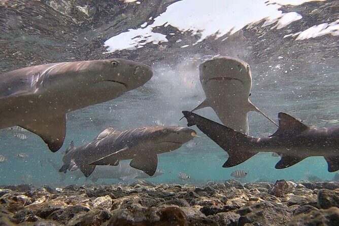 Experience on Sal Island with native and certified guide (including sharks) - Final Words