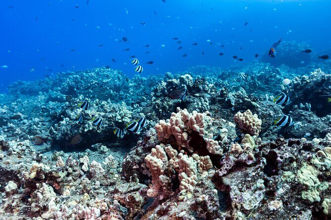 Experience Scuba Diving in Hawaii - An In-Depth Look at the Tour