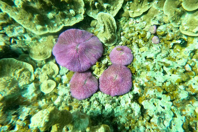 Experience Scuba Diving - No Certification Needed! - Who Should Consider This Tour?
