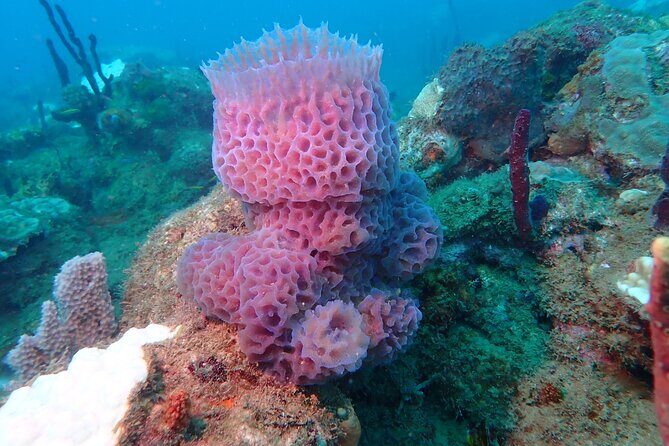 Experience Scuba Diving / NO certification Needed - A Closer Look at the Rincón Scuba Experience