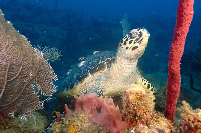 Experience Scuba Diving / NO certification Needed - Final Thoughts