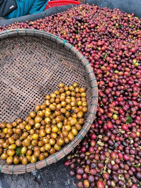 Experience specialty coffee with sustainable coffee farmers - The Value of This Experience
