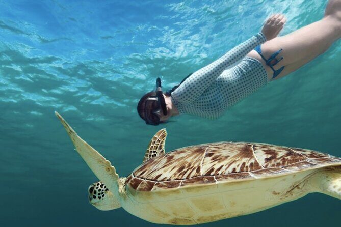EXPERIENCE SWIMMING with the TURTLES and Discover the amazing Tulum Ruins tours. - Key Points