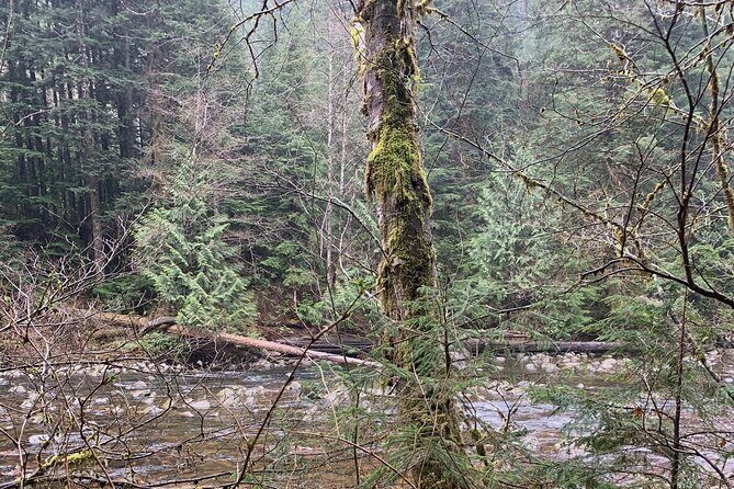 Experience the Beauty of Vancouvers Forests by Bike/E-Bike - The Sum Up