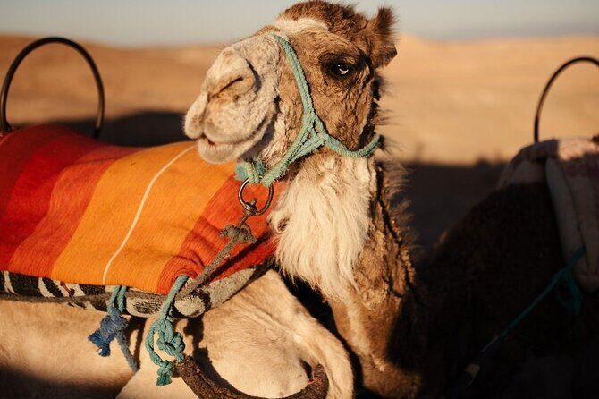 Experience the desert nomads in Marrakech! - Key Points