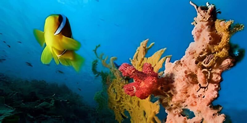 Experience the Exciting Caribbean Underwater World - What Past Travelers Say