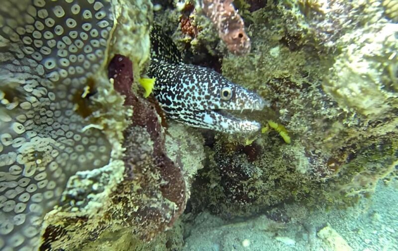 Experience the Exciting Caribbean Underwater World - The Sum Up