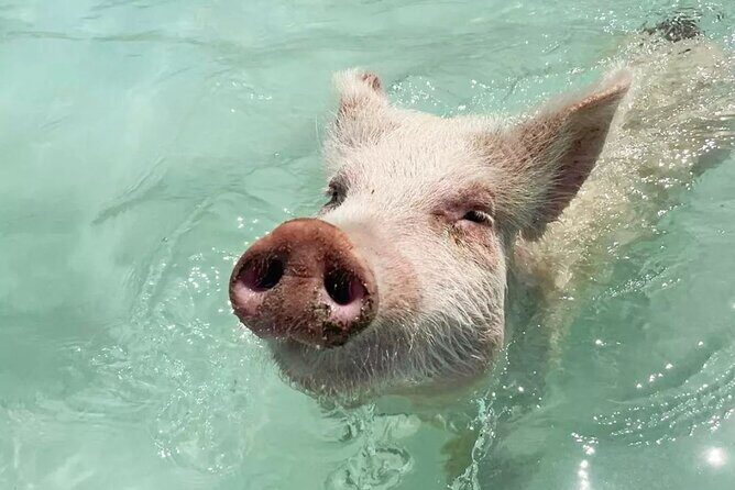 Experience The Exumas and the World Famous Swimming Pigs - Introduction: What to Expect from the Tour
