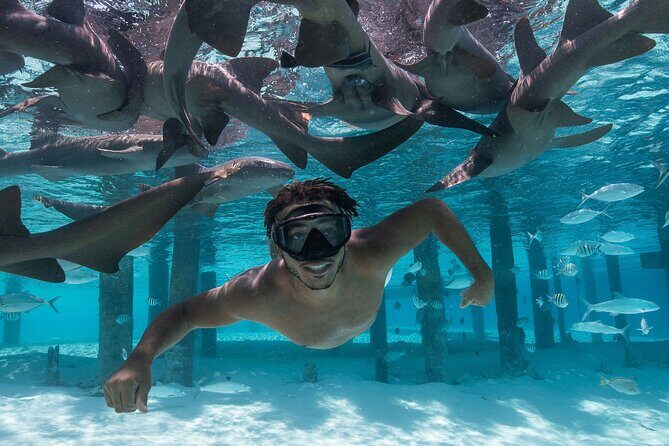 Experience The Exumas and the World Famous Swimming Pigs - Scenery and Wildlife: What Truly Sets It Apart