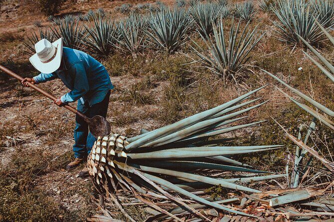 Experience the Mezcal Tour in Oaxaca - FAQ