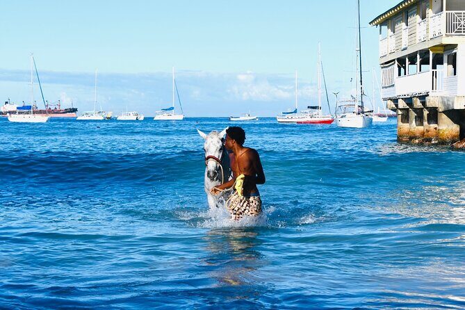 Experience the Swimming Horses at Carlisle Bay & the Garrison - A Close Look at the Experience