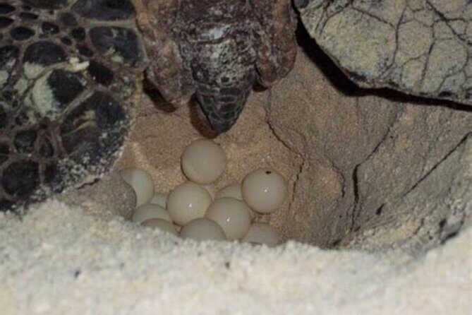 Experience with sea turtles in Boavista - The Value of the Experience