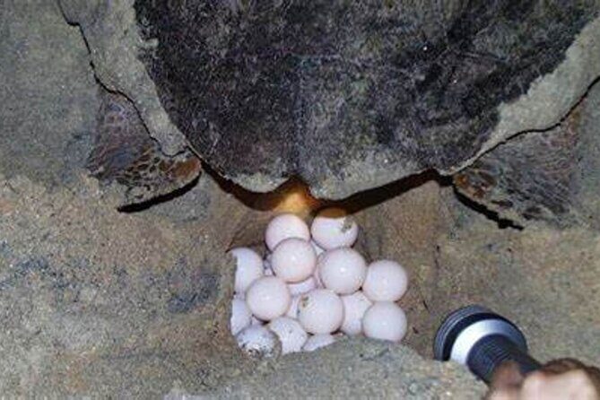 Experience with sea turtles in Boavista - Authentic Encounters and Genuine Wildlife Watching