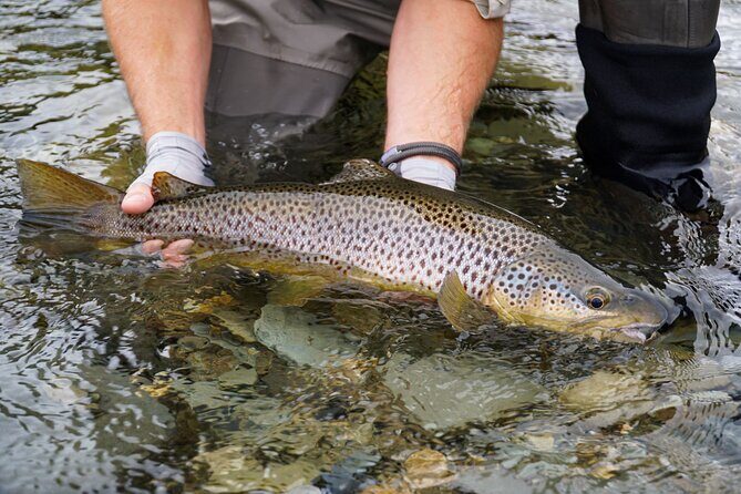Expert Fly Fishing Adventures with Matt Butler from Te Anau - Authentic Review Highlights