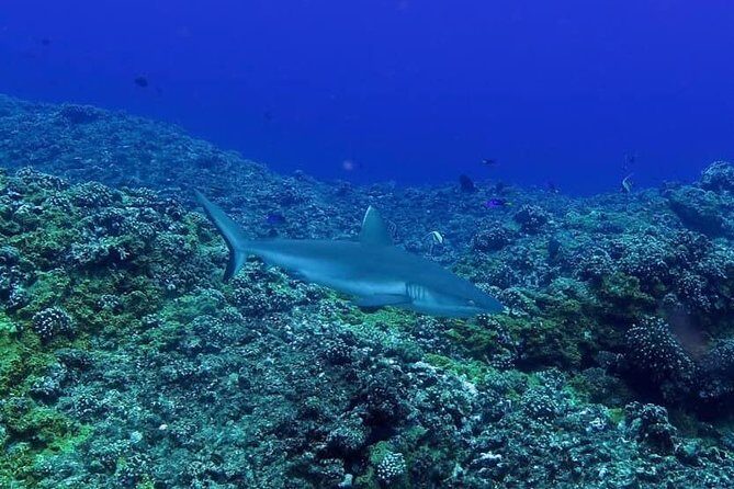 Exploration dives - Authentic Marine Encounters and Unique Sites