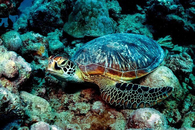 Exploration dives for experienced divers - The Locations and Marine Encounters