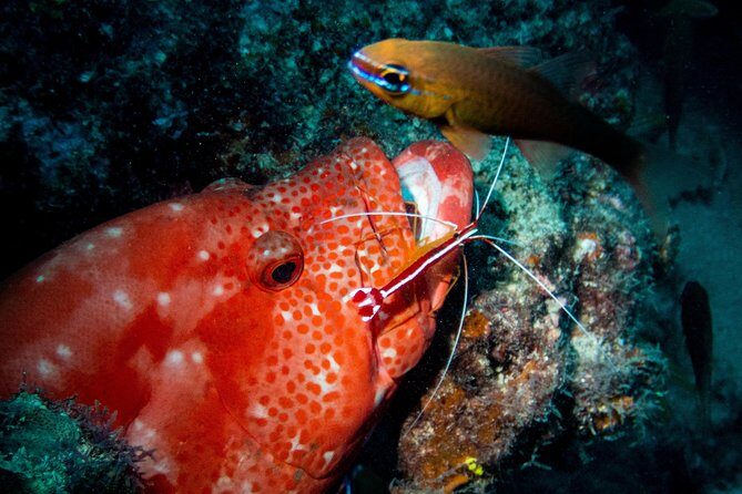 Exploration dives for experienced divers - The Sum Up: Is It Worth It?