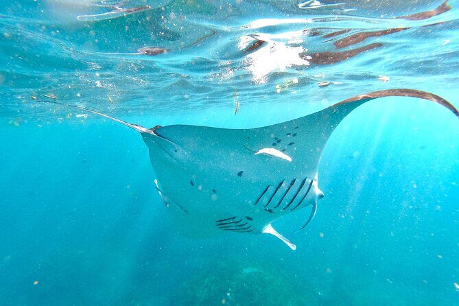 Explore 4 iconic snorkeling spots of Manta Bay in Nusa Penida - Authentic Marine Encounters in a Practical Package