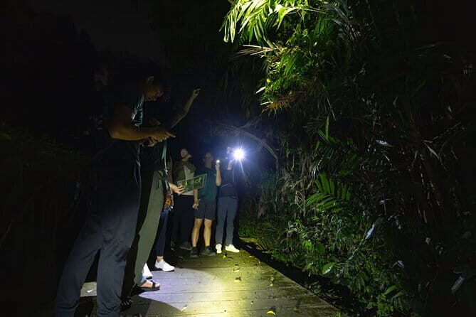 Explore a Rainforest teeming with Wildlife at Night! - Overview and What to Expect
