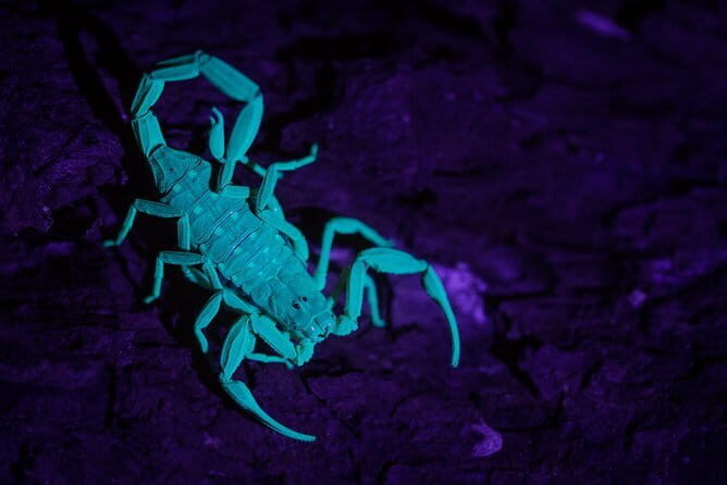 Explore a Rainforest teeming with Wildlife at Night! - Why You Should Consider This Tour