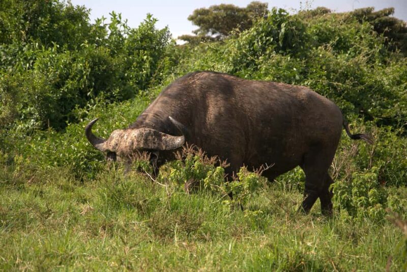 Explore Aberdare:See Big 5, Waterfalls & Camping in the wild - Day 2: Wildlife Encounters and Scenic Farewell