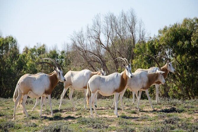 Explore Agadir wildlife national park safari with lunch & pickup - Exploring Agadir’s Wildlife National Park Safari: A Practical Guide