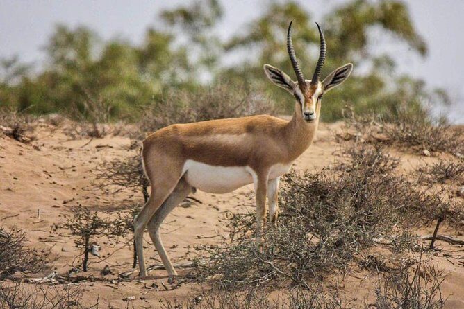Explore Agadir wildlife national park safari with lunch & pickup - Why This Tour Matters: Experience the Natural World of Morocco in Comfort