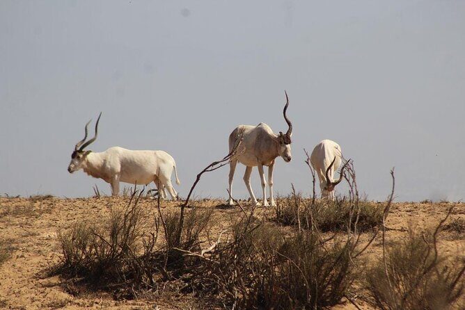 Explore Agadir wildlife national park safari with lunch & pickup - What Makes This Tour Stand Out?