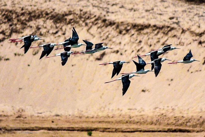 Explore Agadir wildlife national park safari with lunch & pickup - Who Will Love This Tour?