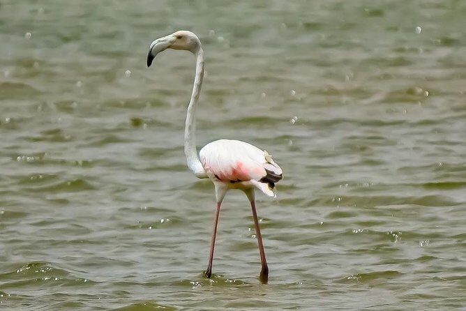 Explore Agadir wildlife national park safari with lunch & pickup - Final Thoughts