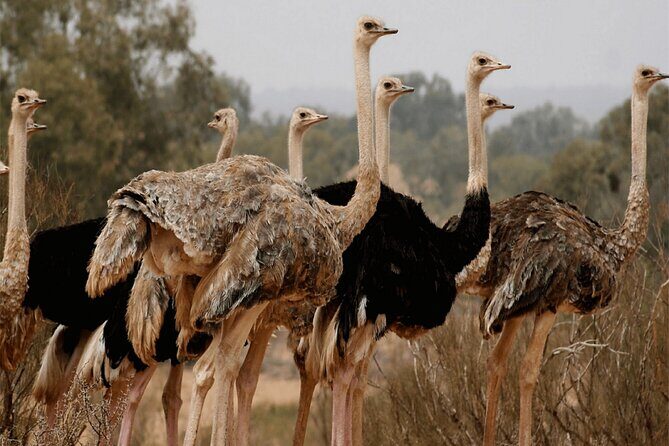Explore Agadir wildlife national park safari with lunch & pickup - FAQ