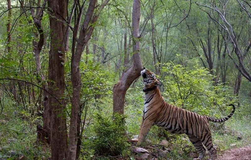 Explore Agra, Ranthambore, Jaipur & Sariska in 4 Days! - A Closer Look at the Itinerary