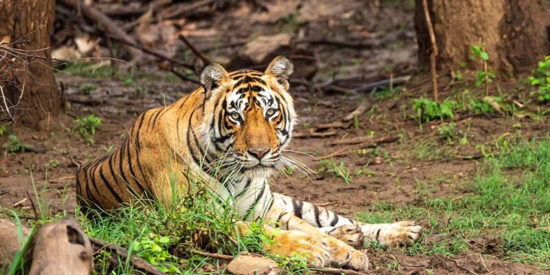 Explore Agra, Ranthambore, Jaipur & Sariska in 4 Days! - FAQ
