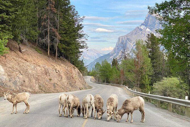 Explore Banff National Park with Our Premium Day Tour - An In-Depth Look at the Tour Experience
