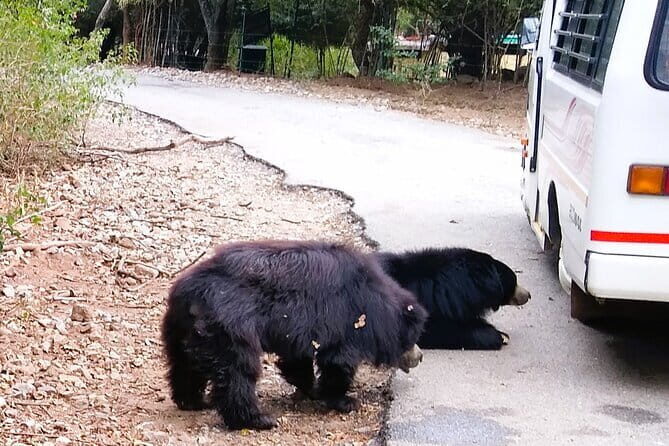 Explore Bangalores Wild Side A Memorable Bannerghatta Safari! - Key Points